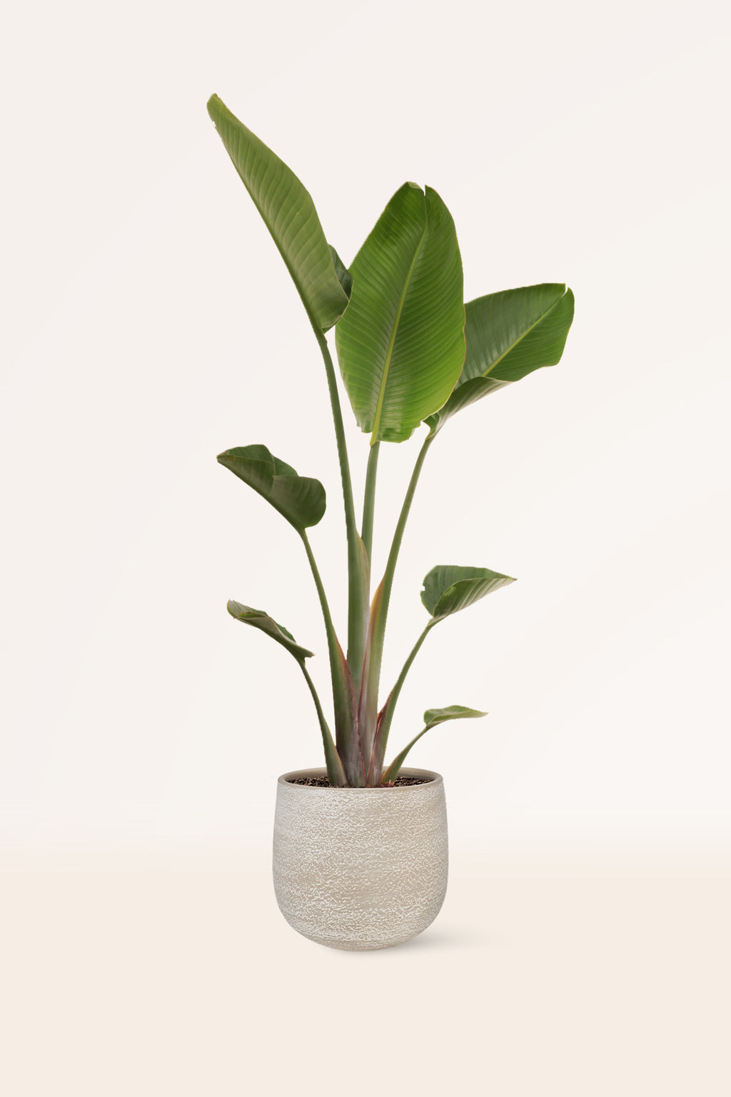 palma del paraiso planta Comprar Ave del Paraiso o Strelitzia Augusta online | April Plants