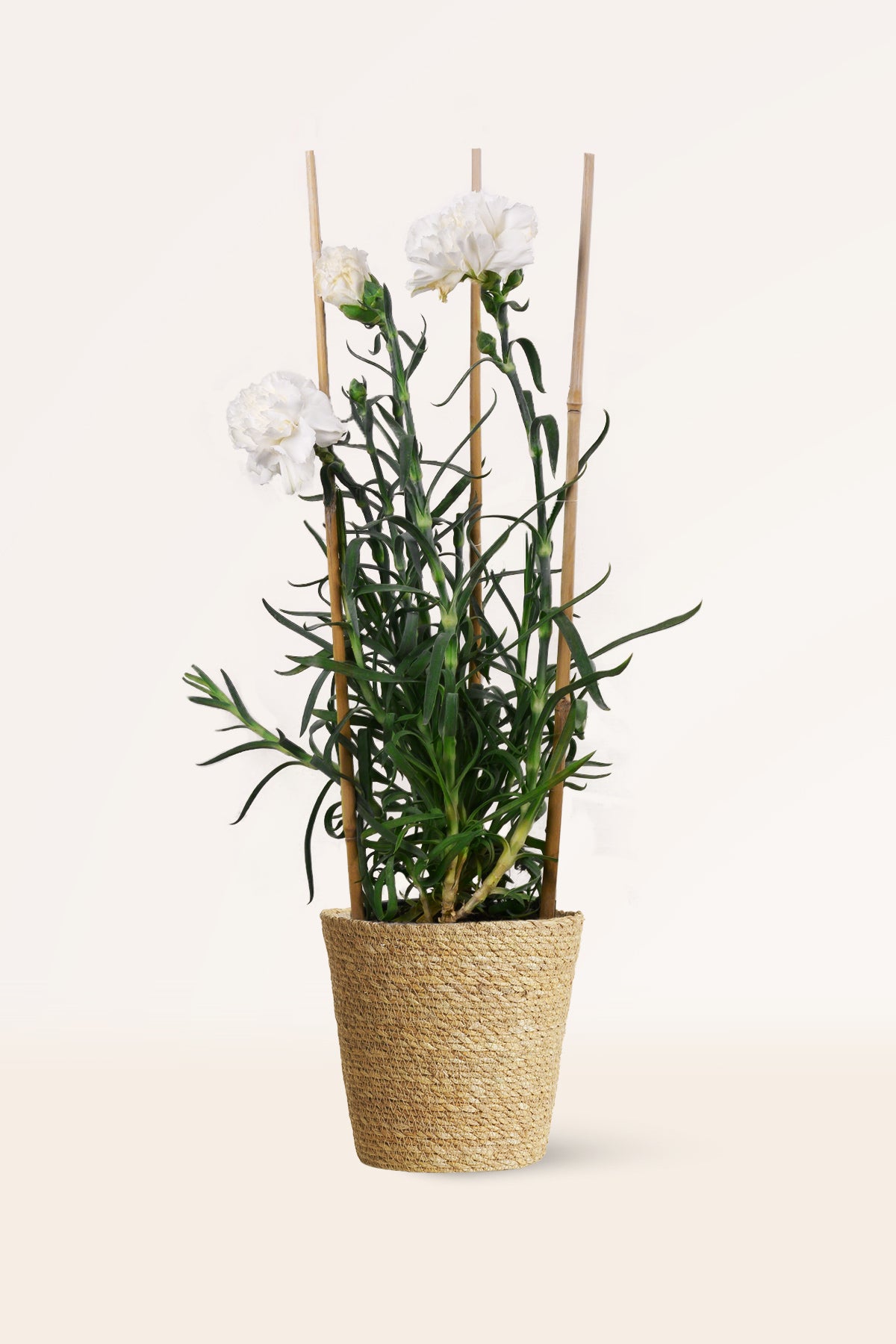 Claveles Blancos Jose Basso Claveles Blancos Blue Sounds