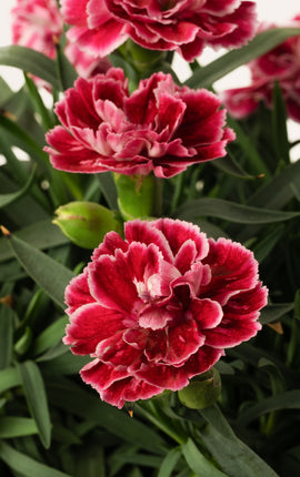 Clavel Rosa Mix Jardinera