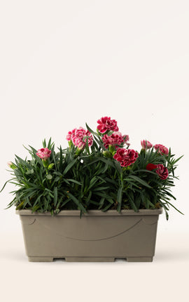 Clavel Rosa Mix Jardinera