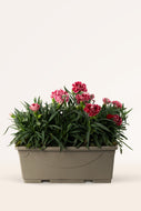 Clavel Rosa Mix Jardinera