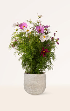 Cosmos Bipinnatus