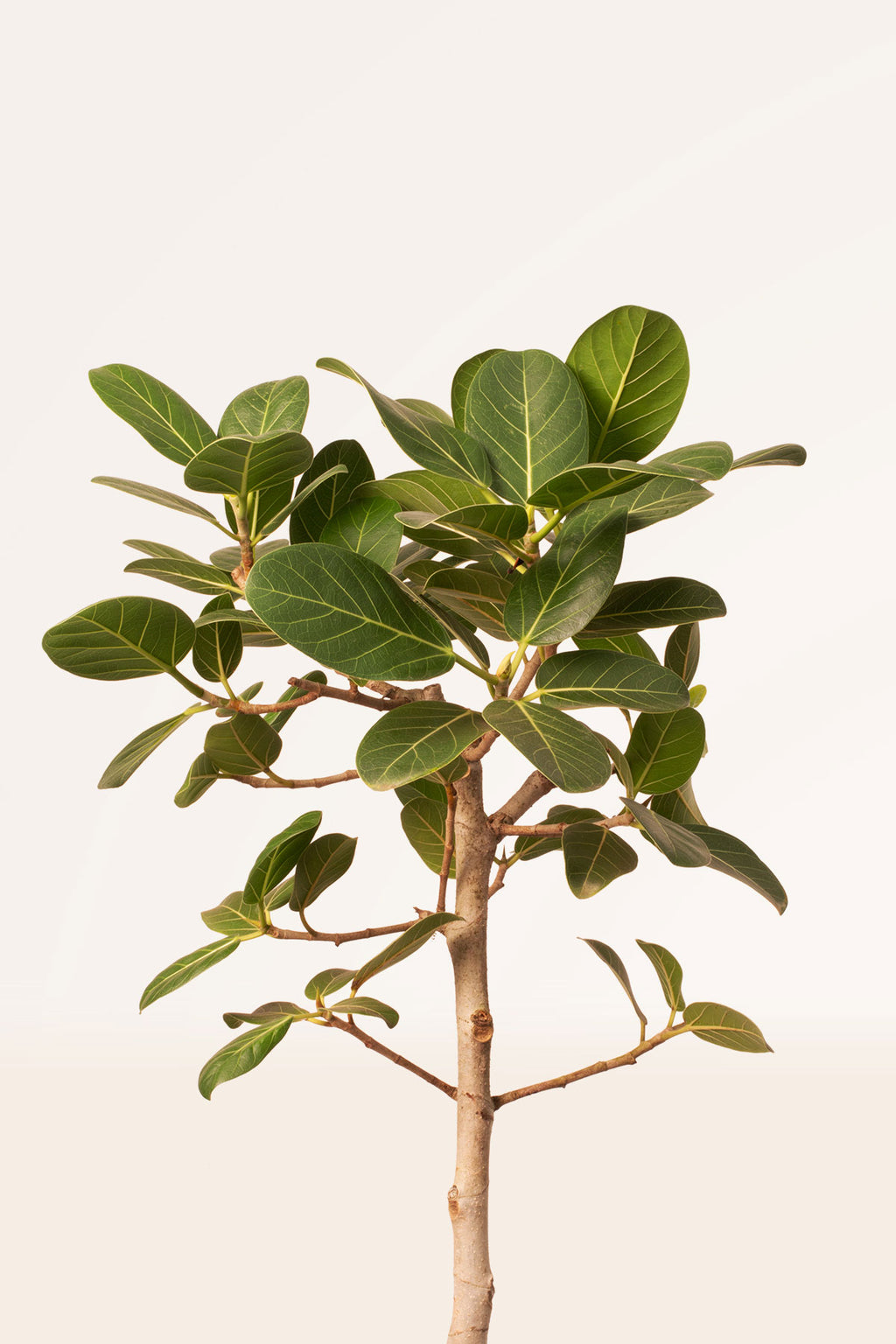 ficus audrey cuidados Comprar Ficus Benghalensis Audrey con envío gratis | April Plants