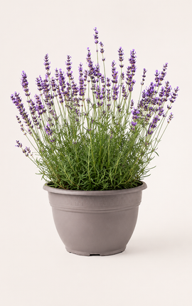 Lavanda Angustifolia