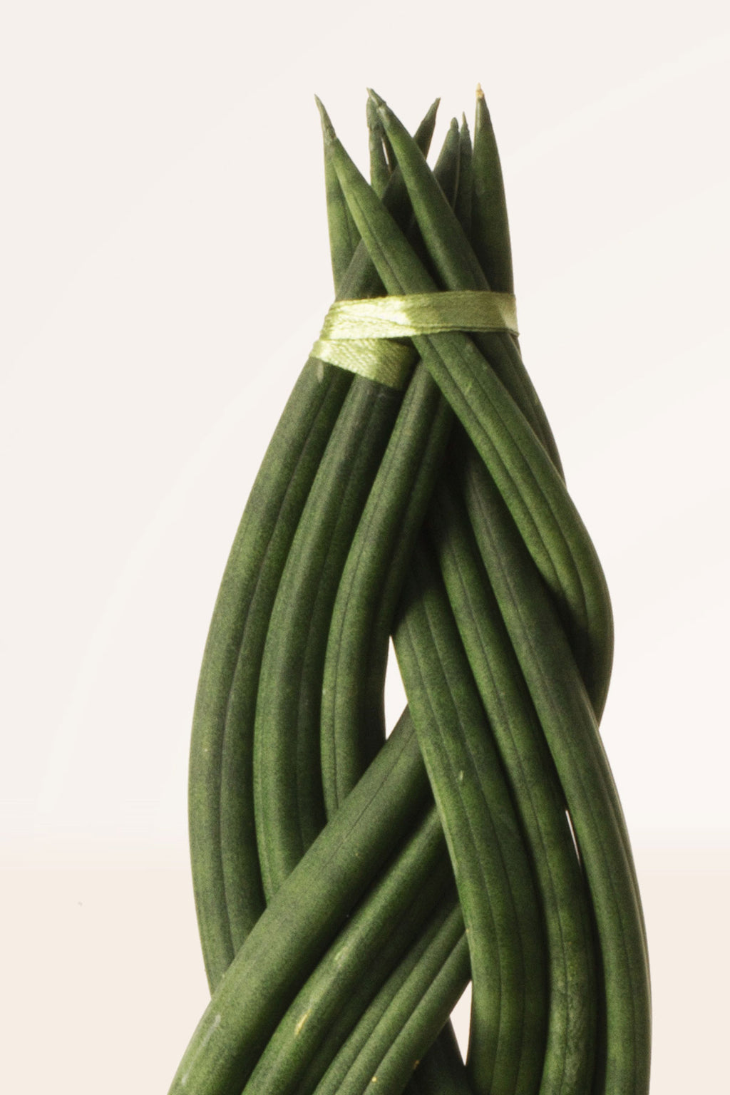 sansevieria cylindrica trenzada Comprar Sansevieria Cylindrica Trenzada online | April Plants
