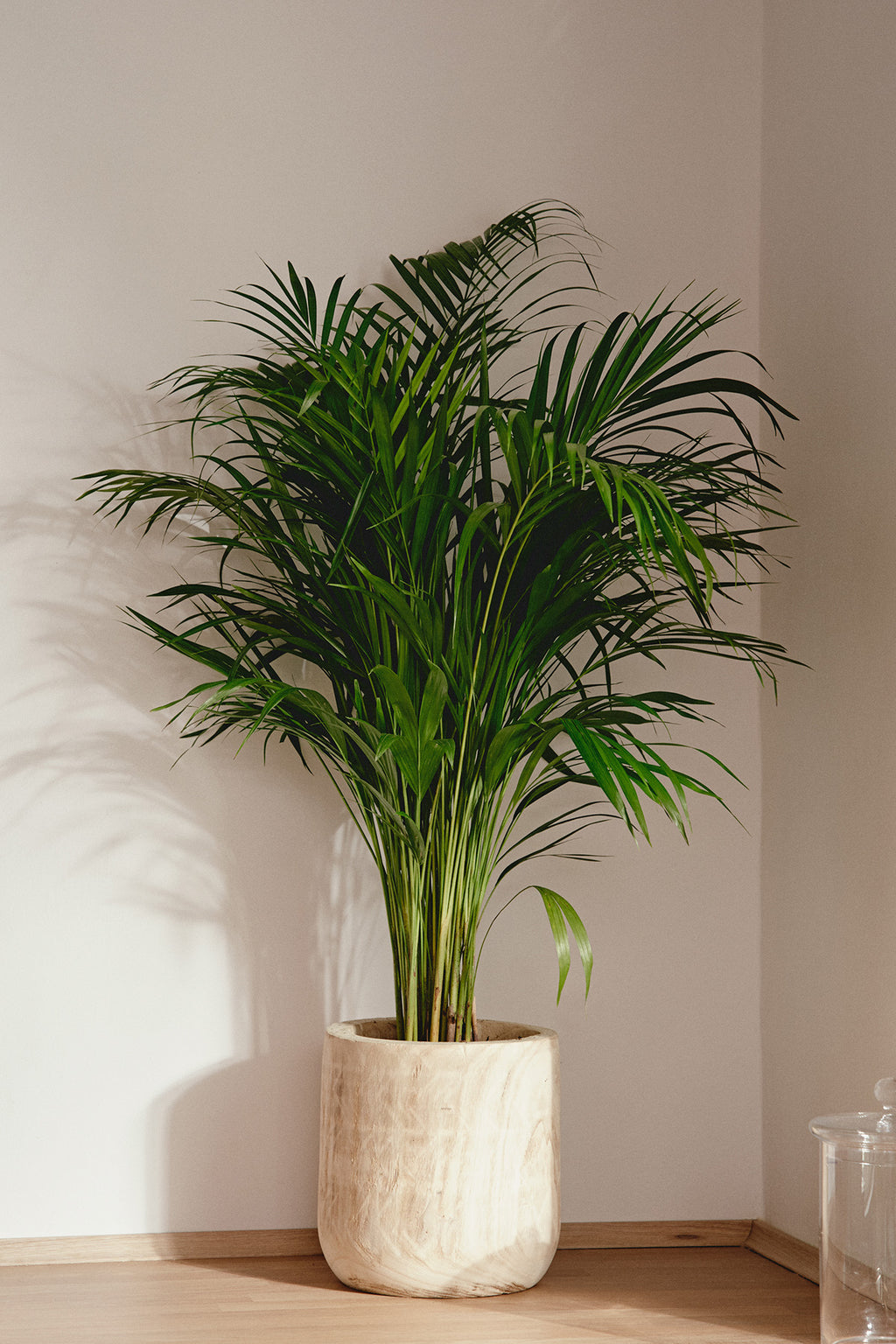 precio de palma areca Comprar Areca o Palma con envío gratis online | April Plants