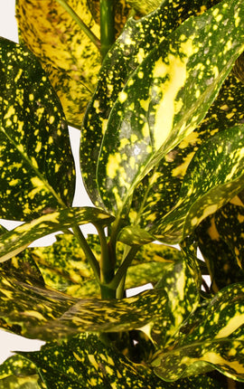 Aucuba Japónica Crotonifolia