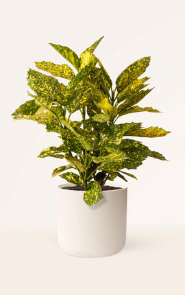 Aucuba Japónica Crotonifolia