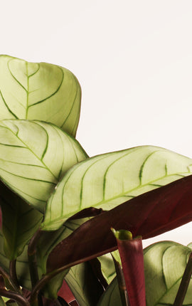 Calathea Amagris