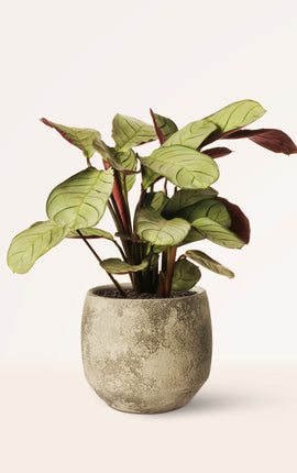 Calathea Amagris