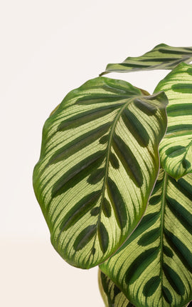 Calathea Makoyana