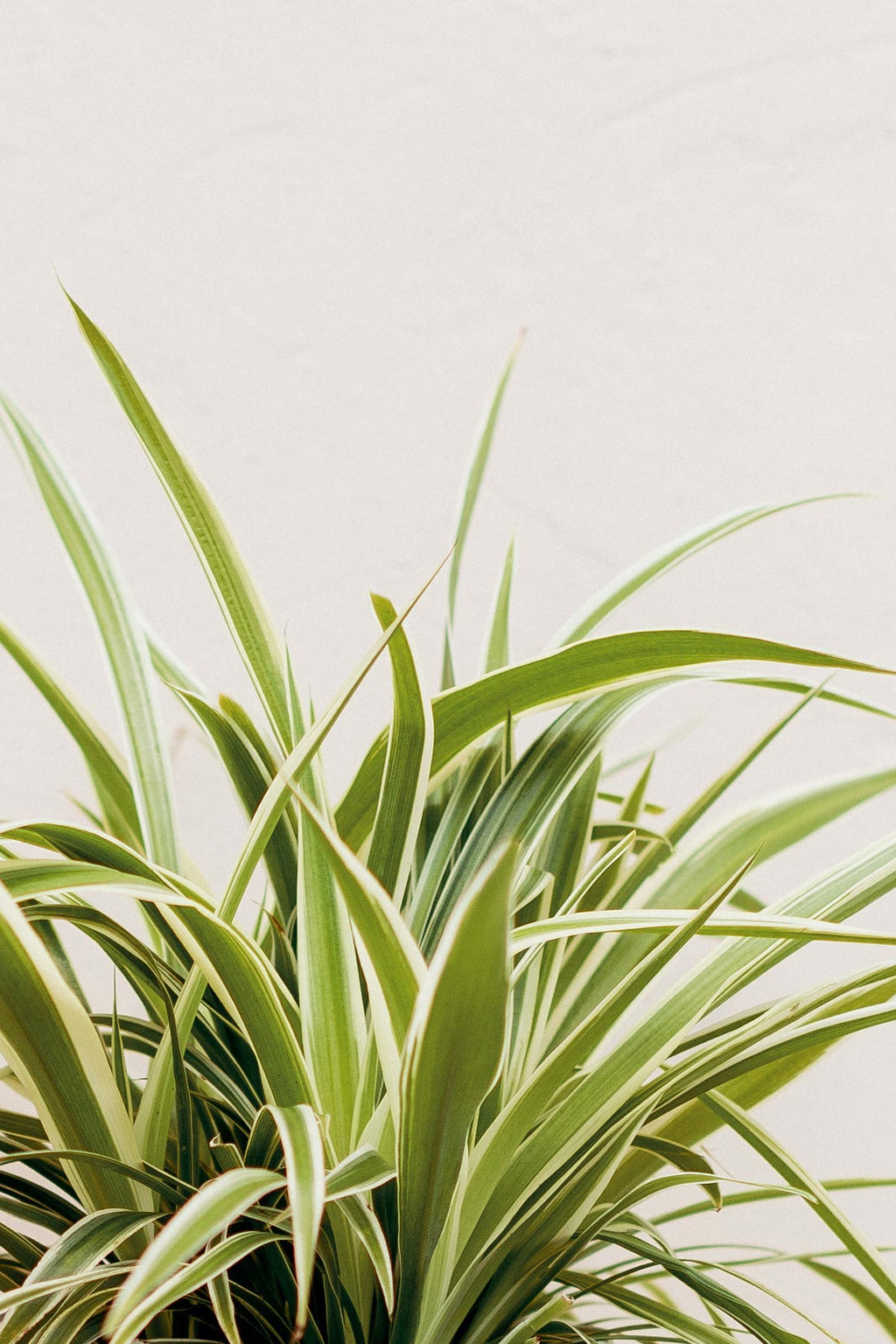 chlorophytum comosum cuidados Comprar Comosum Ocean (Cinta) online | April Plants