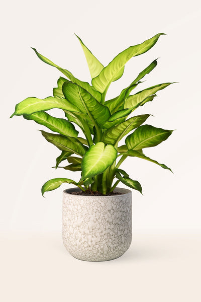 dieffenbachia camila cuidados Comprar Dieffenbachia Camilla online | April Plants