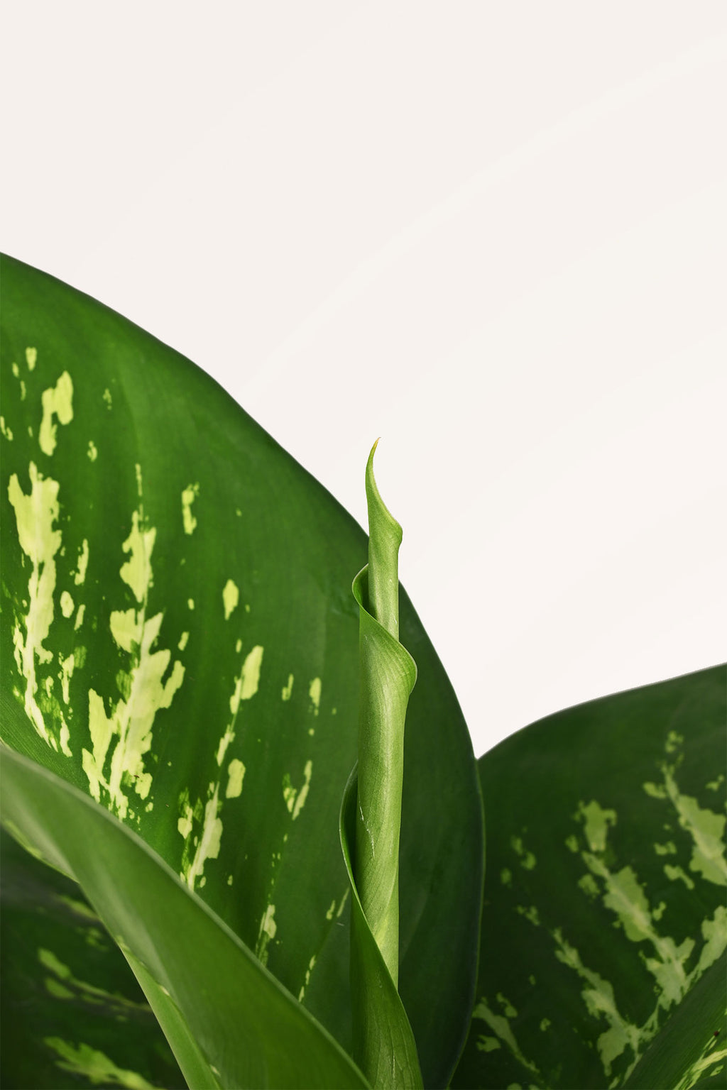 planta de dieffenbachia Comprar Dieffenbachia Tropic Snow online | April Plants