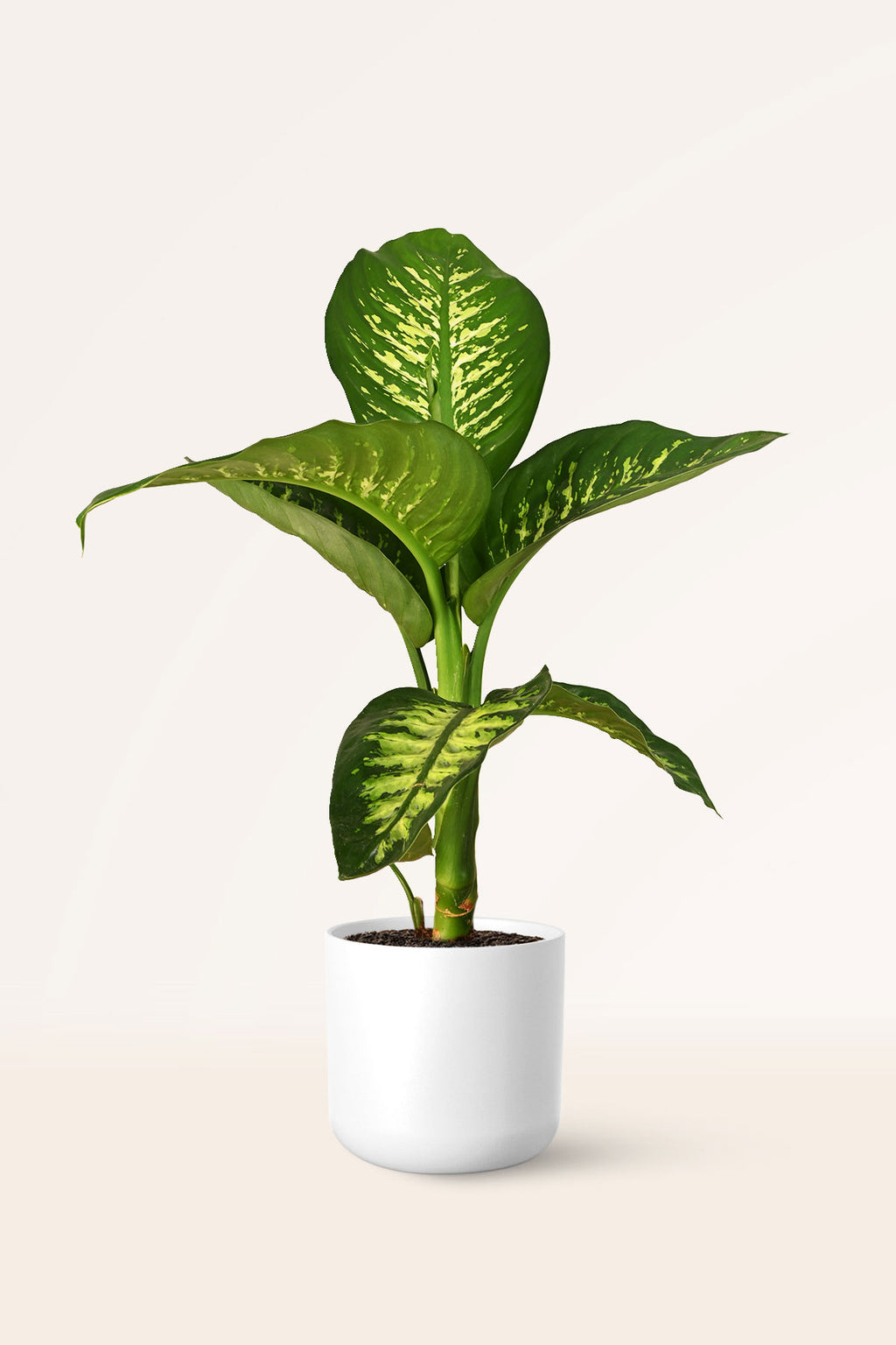 dieffenbachia comprar Comprar Dieffenbachia Tropic Snow online | April Plants