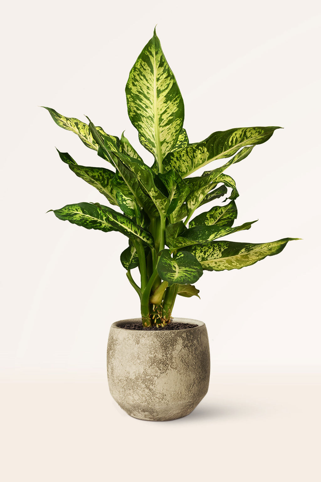 dieffenbachia sustrato Comprar Dieffenbachia Reflector online | April Plants