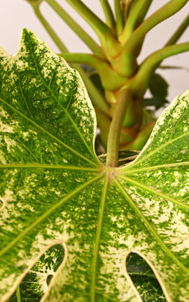 Fatsia Japonica