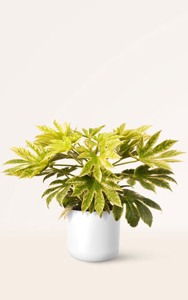 Fatsia Japonica