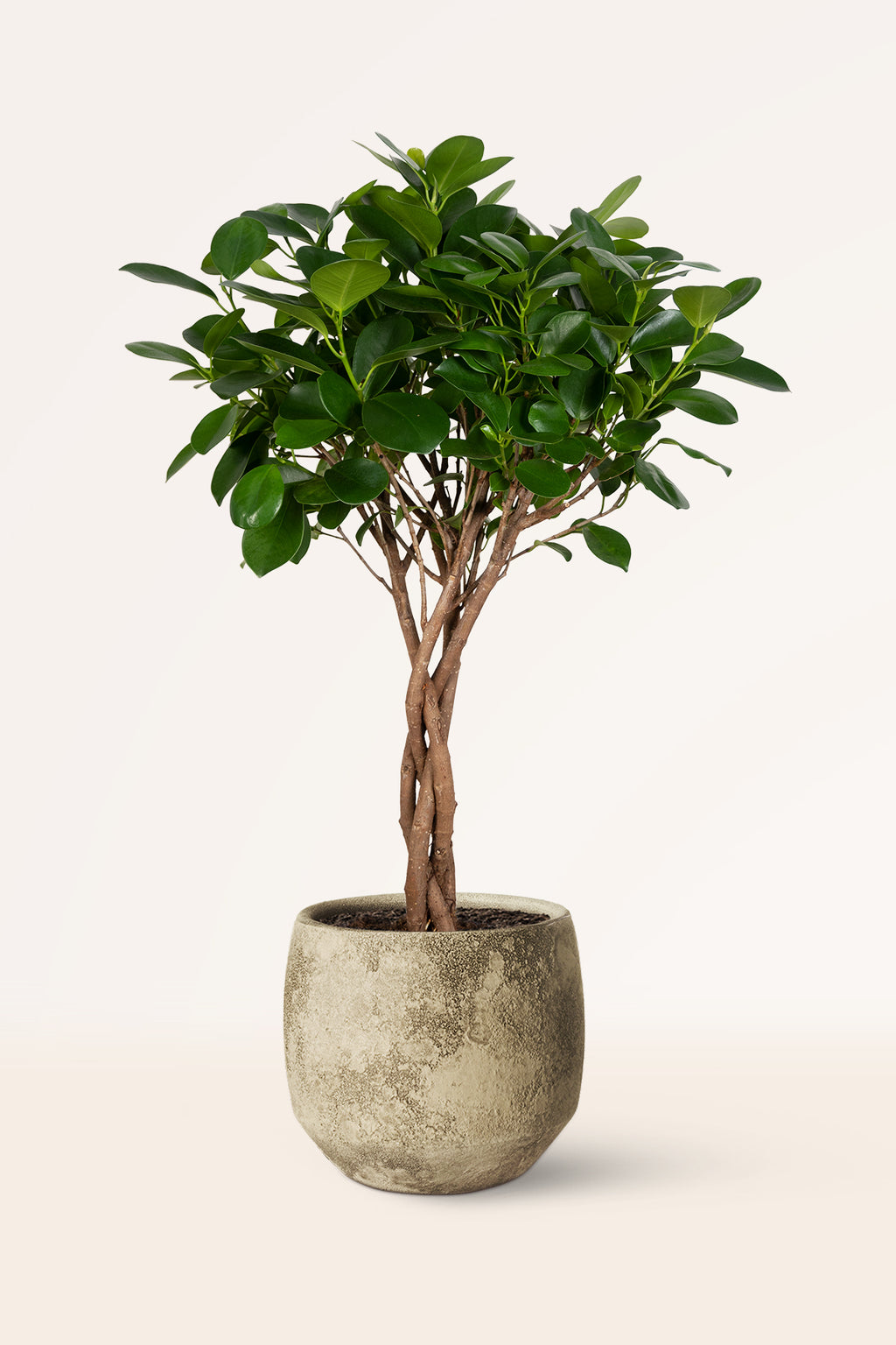 Comprar Musgo Sphagnum para plantas 5L online, April Plants