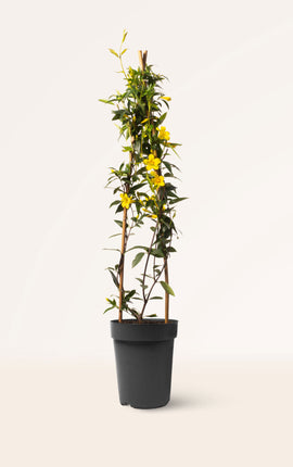 Jazmín de Primavera