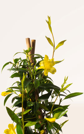 Jazmín de Primavera