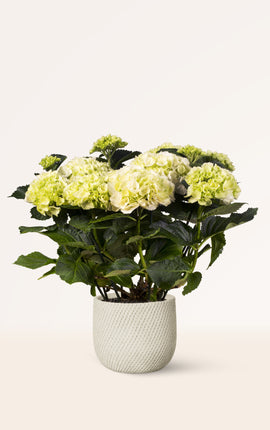 Hortensia Blanca