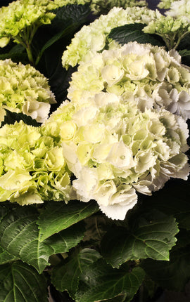 Hortensia Blanca