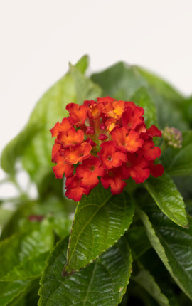 Lantana Camara Roja