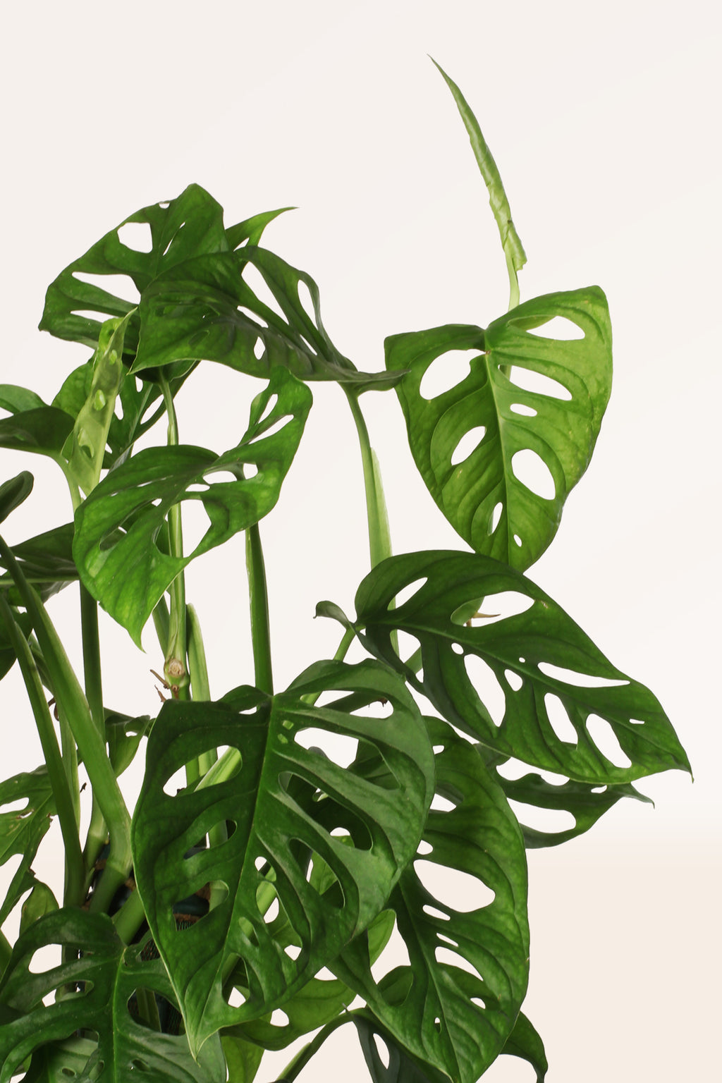 como cuidar da planta monstera adansonii Comprar Monstera Adansonii XL online | April Plants