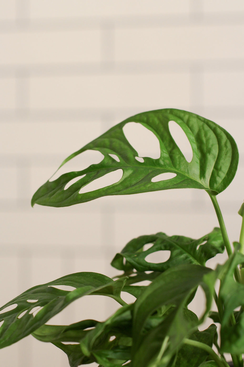 monstera adansonii hojas pequeñas Comprar Monstera Adansonii online | April Plants