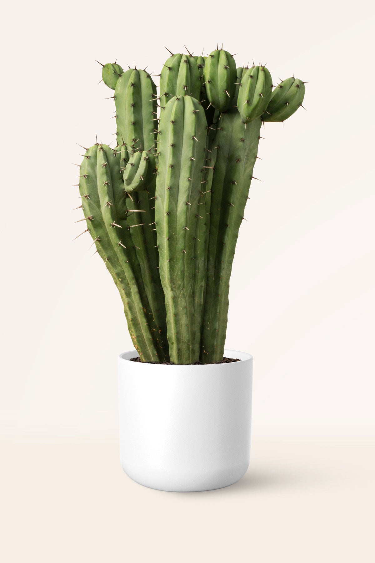 Cactus Myrtillocactus Geometrizans En Maceta - Bonsái Doméstico De 9 A 11 Cm De Alto (Planta Natural)