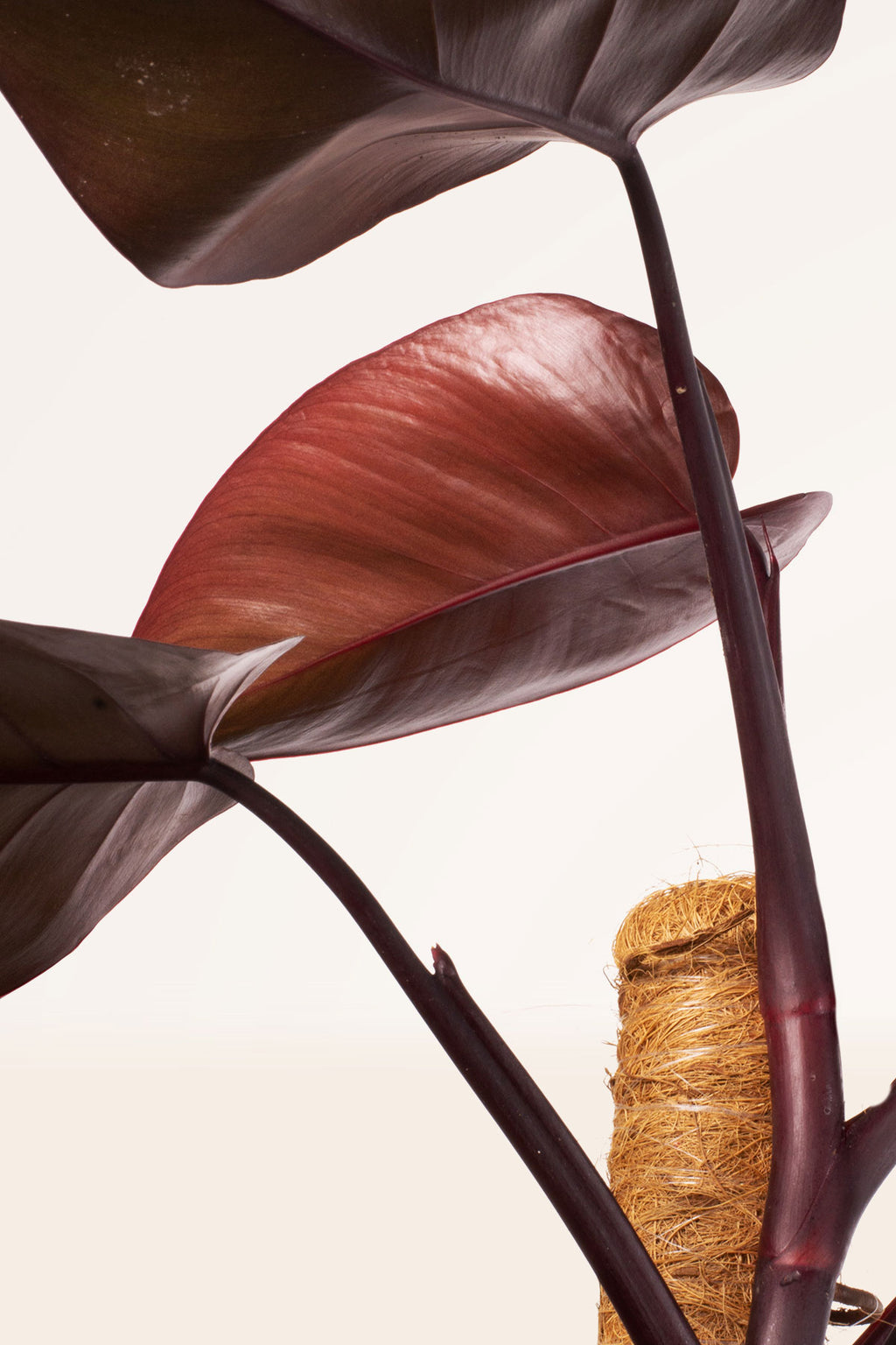 philodendron imperial red cuidados Comprar Philodendron Imperial Red online | April Plants