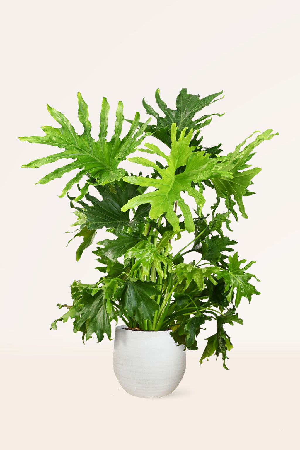 philodendron paraguayo Comprar Philodendron Paraguayo online | April Plants