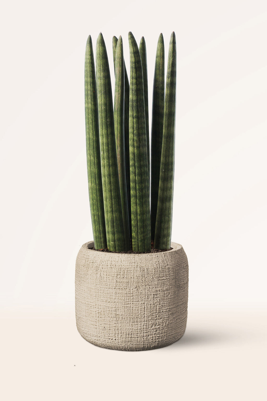 planta sansevieria cylindrica cuidados Comprar Sansevieria Cylindrica online | April Plants