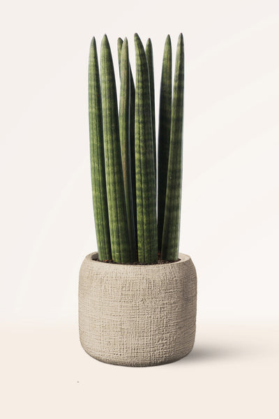 sansevieria es de interior o exterior Comprar Sansevieria Cylindrica online | April Plants