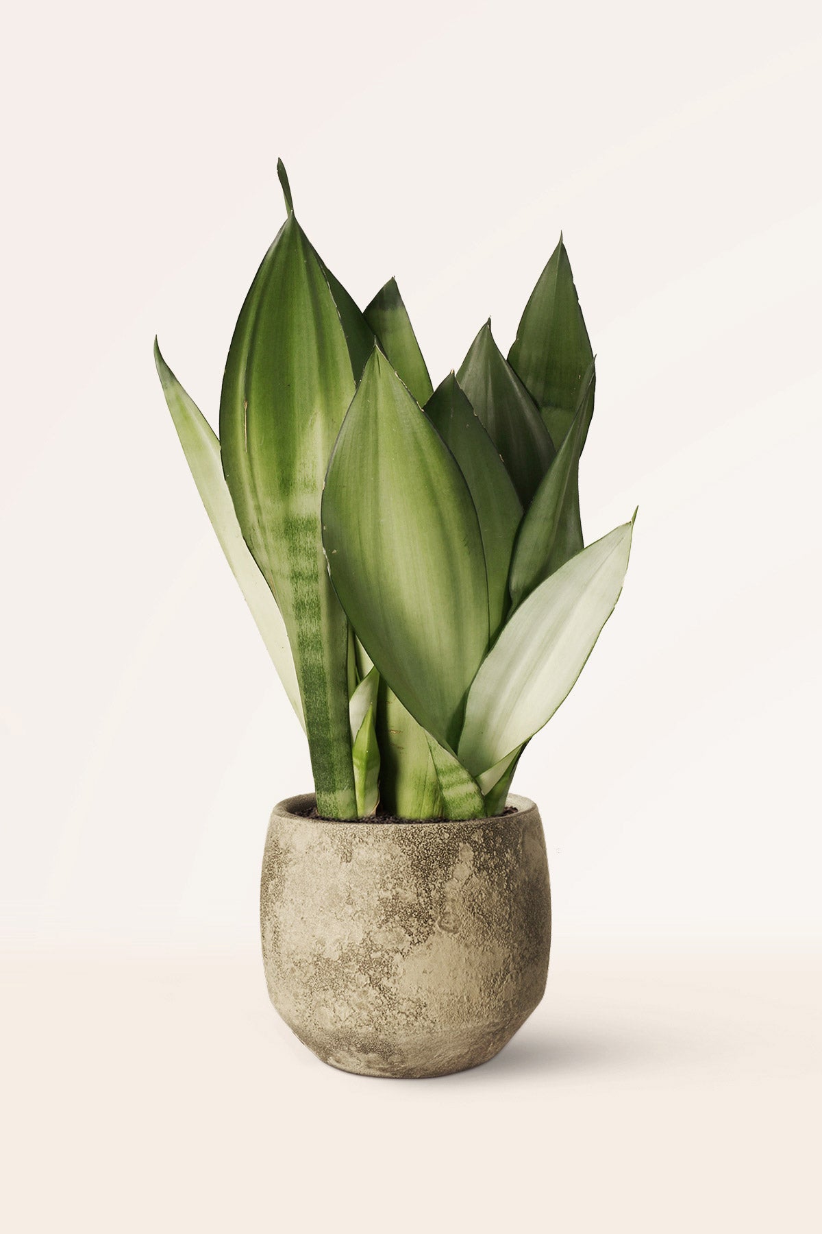 sansevieria planta medicinal Sansevieria Low Maintenance Sansevieria Moonshine é Uma Planta Medicinal útil No Interior Na Parede De Tijolos Brancos Plantas De Casa Em Vasos Cuidados E Cultivo De Decoracao De Casa Verde 38246106 Planta
