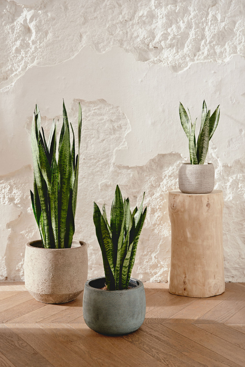 sansevieria comprar Comprar Sansevieria Zeylanica online | April Plants