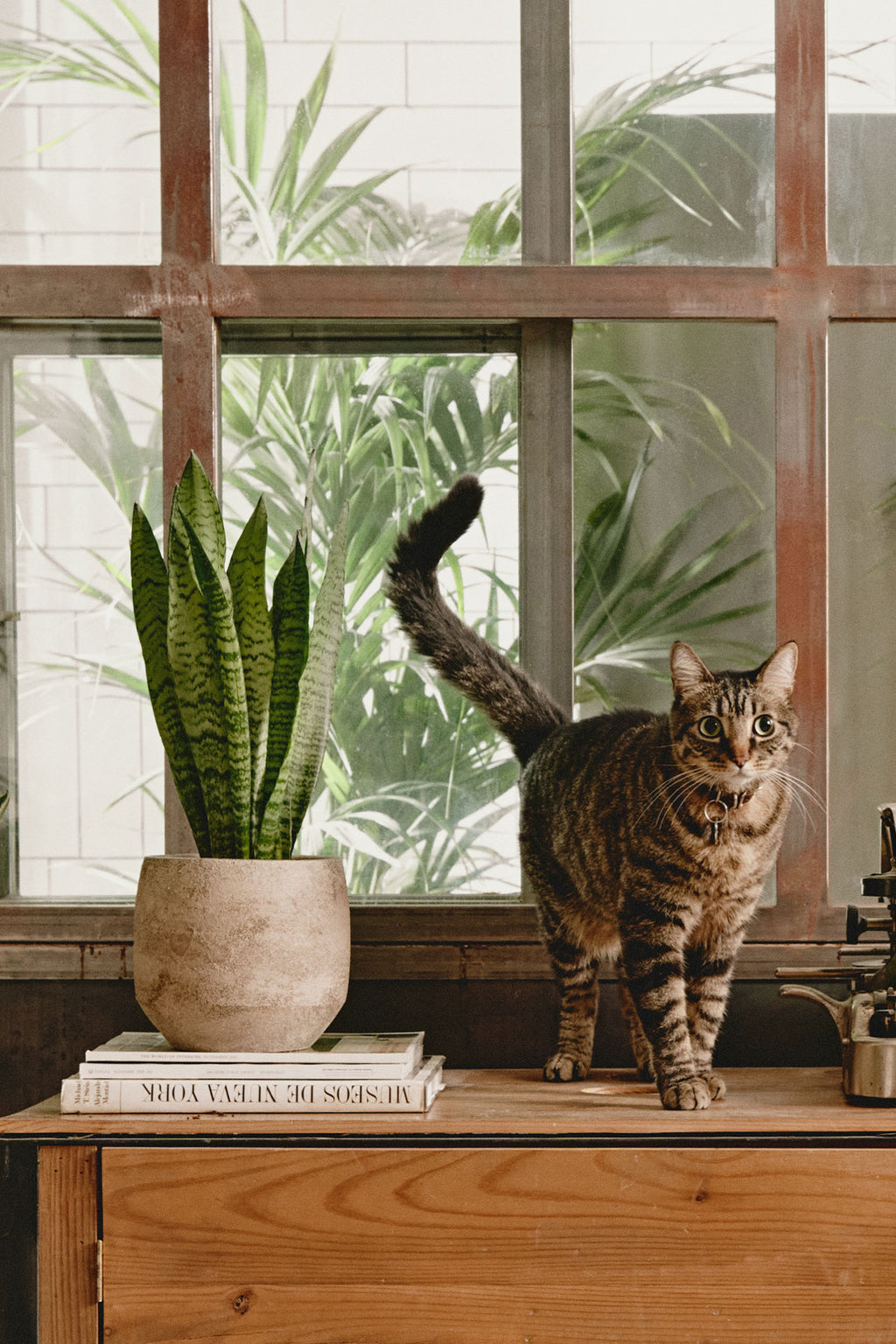 sansevieria gatos Comprar Sansevieria Zeylanica online | April Plants