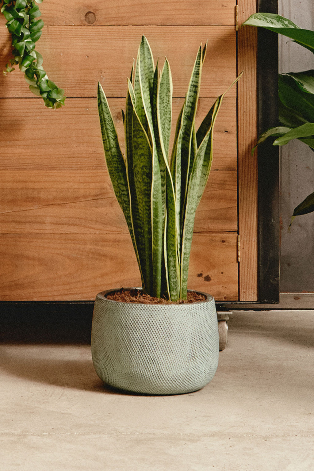 sansevieria maceta Comprar Sansevieria Laurentii (Trifasciata) online | April Plants