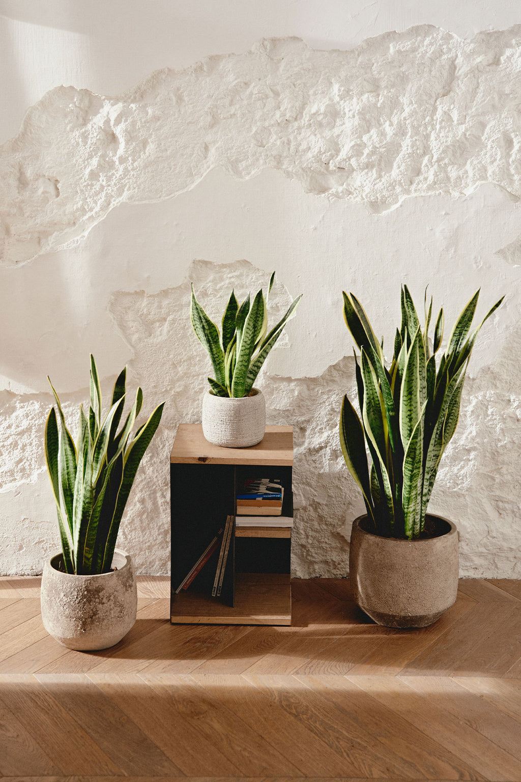 sansevieria tamaño Comprar Sansevieria Laurentii (Trifasciata) online | April Plants