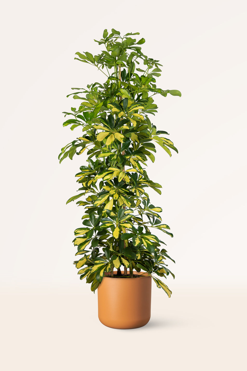planta schefflera arboricola cuidados Comprar Schefflera Arboricola online | April Plants