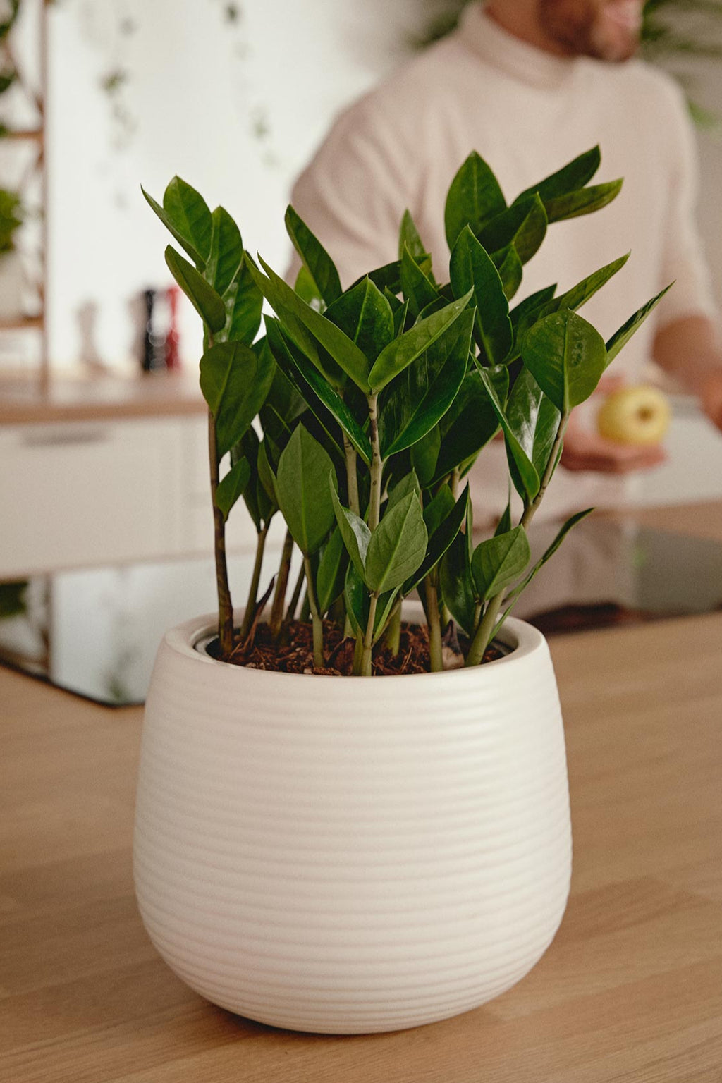 planta zz precio Comprar Zamioculcas online | April Plants