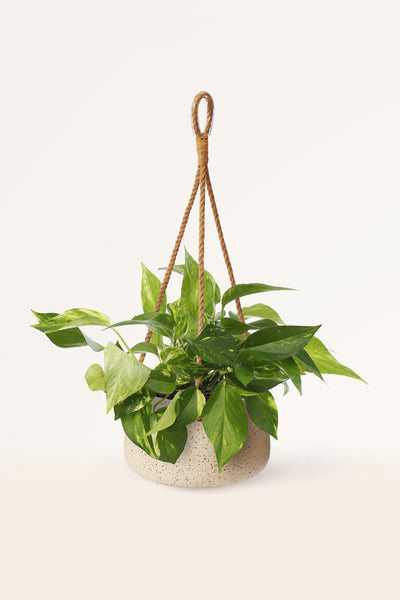 planta poto colgante Comprar Pothos o Potus colgante online | April Plants