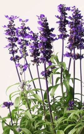 Salvia Farinacea