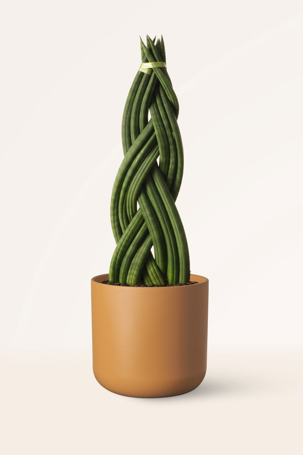 sansevieria cylindrica para que sirve Comprar Sansevieria Cylindrica Trenzada online | April Plants